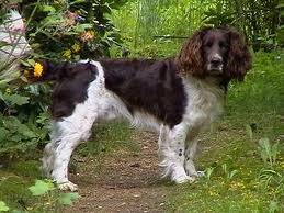 Deutscher Wachtelhunde